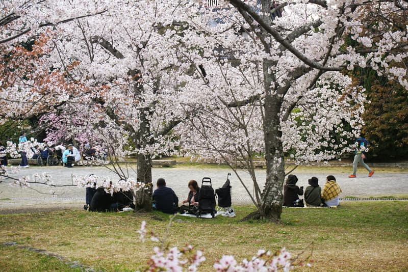 お花見の差し入れおすすめ15選 | リメギフ