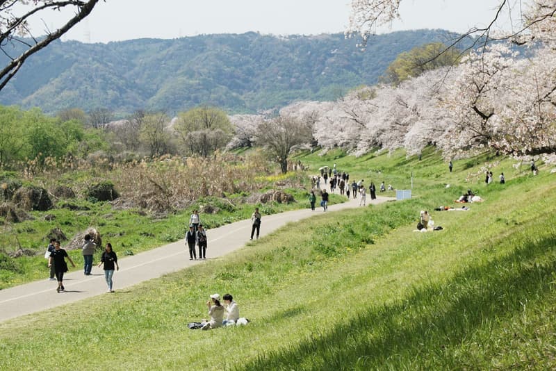 お花見の差し入れおすすめ15選|持ち寄りで喜ばれるお菓子&ドリンク