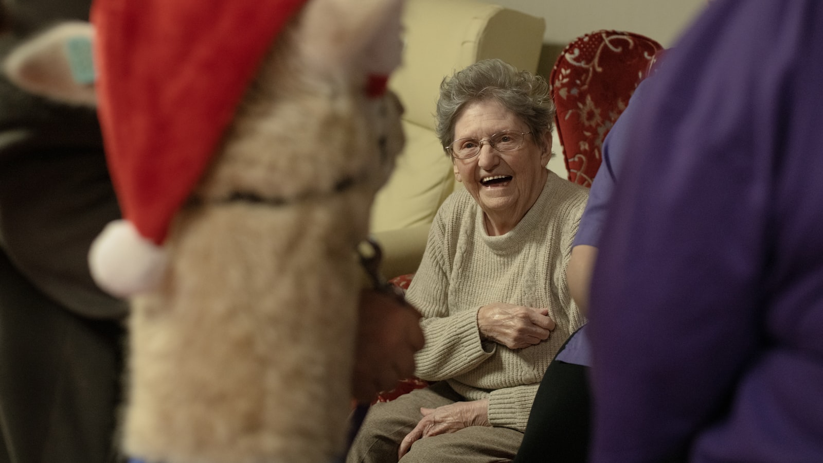 Elderly woman laughs with a llama wearing a santa hat.
