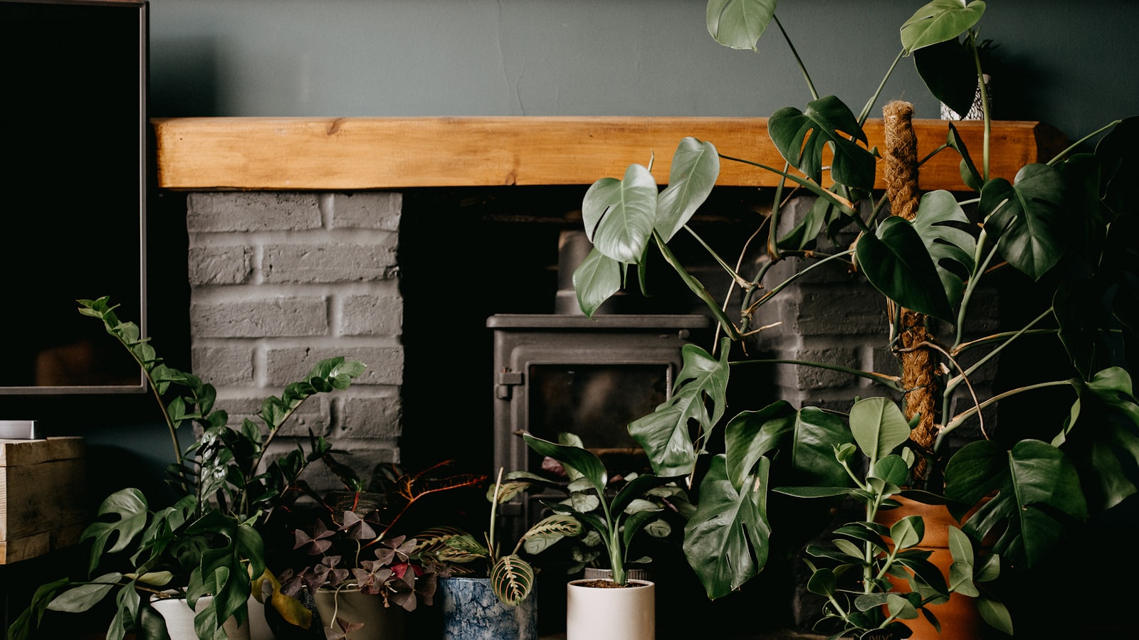 green plants on brown clay pot