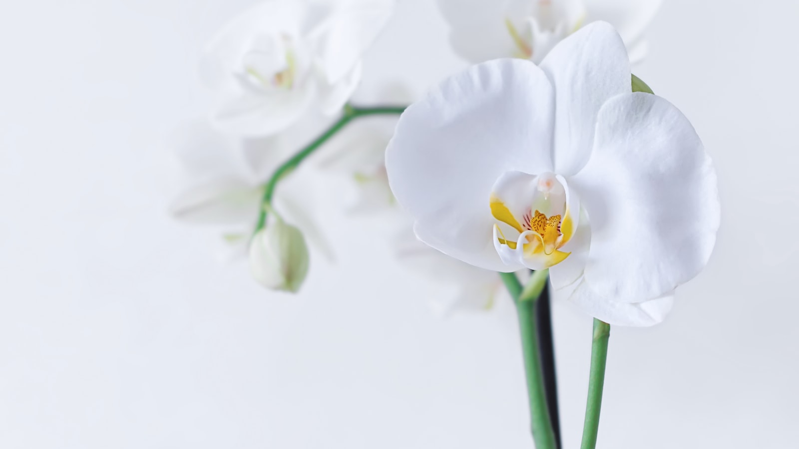 white moth orchid