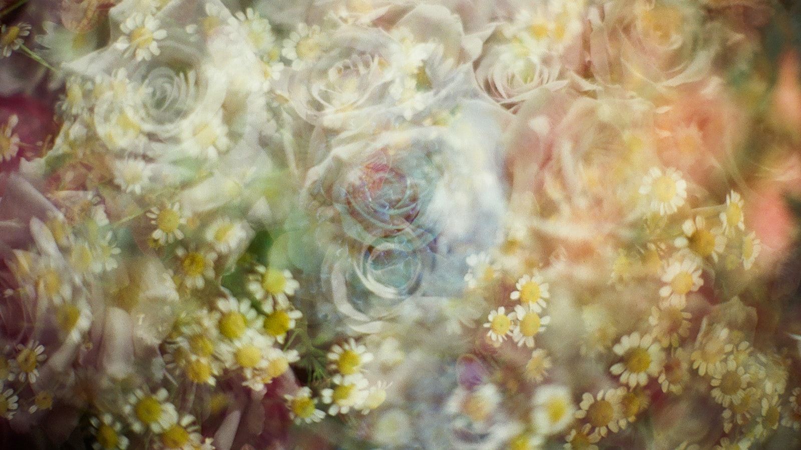 Soft focus bouquet of pastel roses and small white flowers