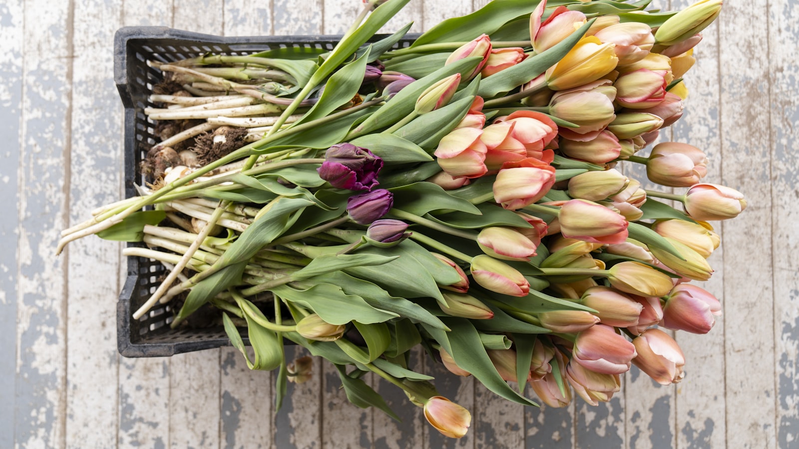 pink tulips on brown wooden crate