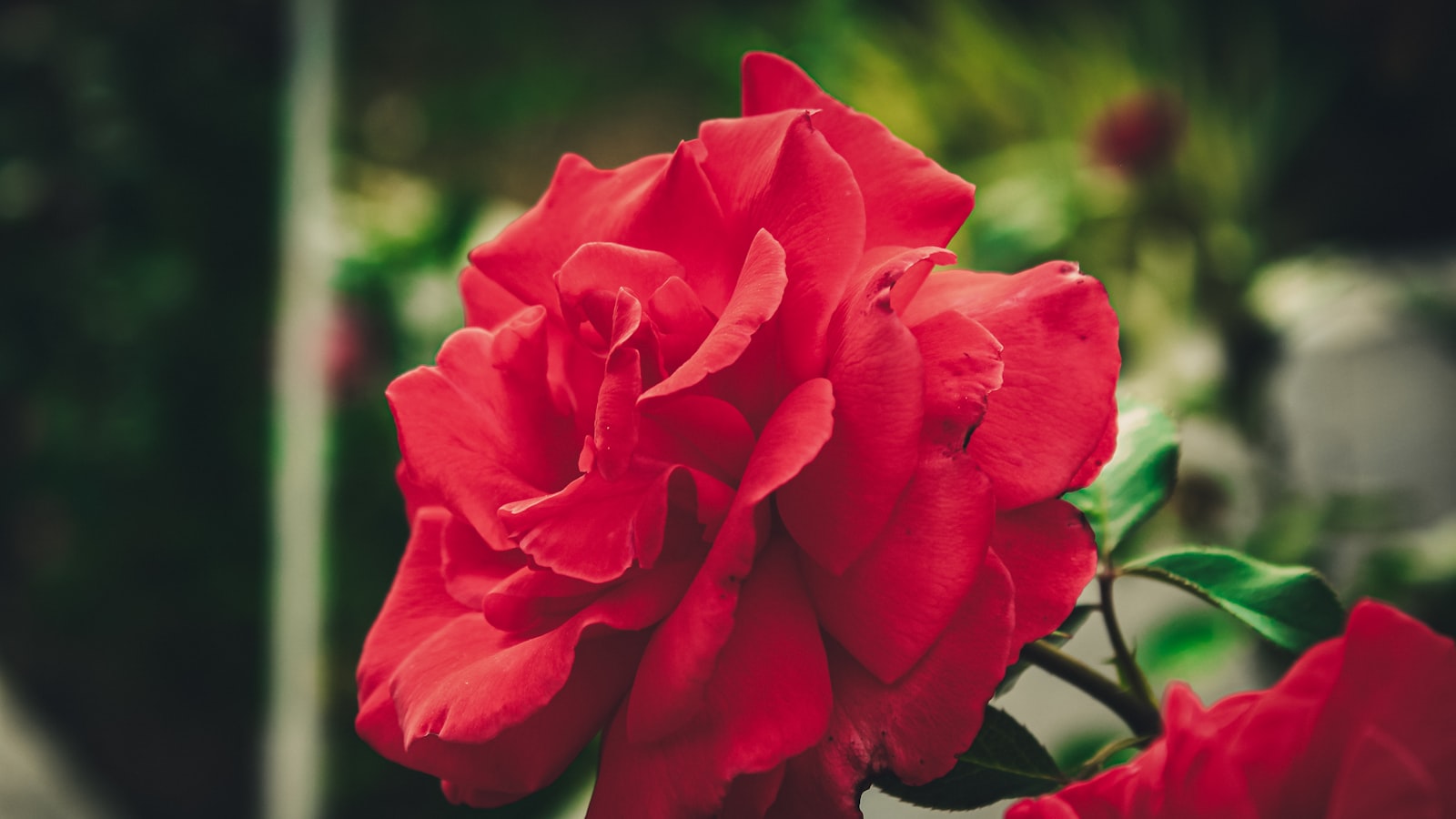 a close up of a red flower with a blurry background